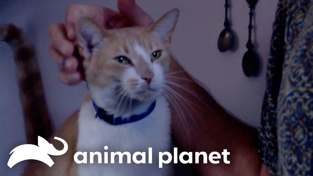Blinkie the Kitty Pees EVERYWHERE! | My Cat From Hell | Animal Planet