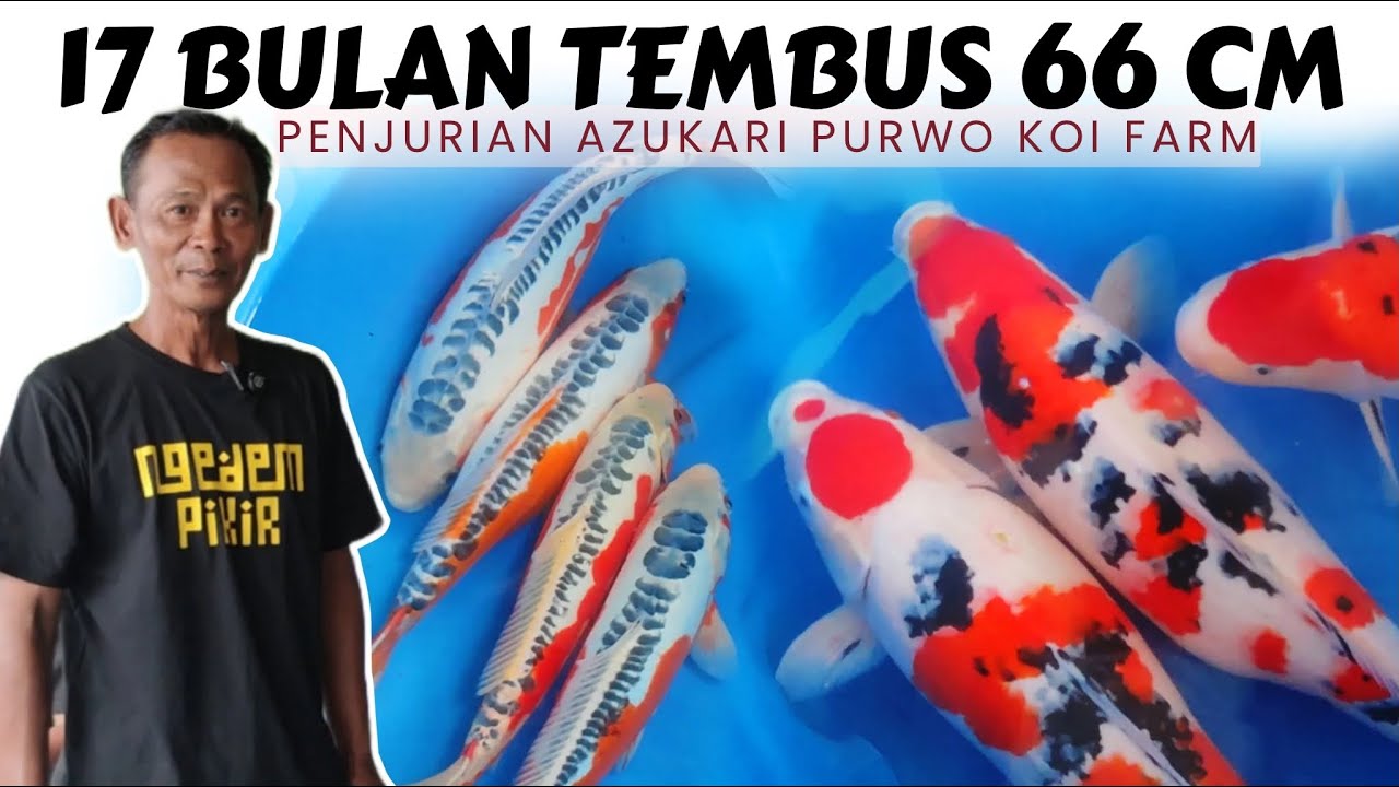 HASIL MEMUASKAN ❗️Penjuarin Azukari Purwo Koi Farm Blitar