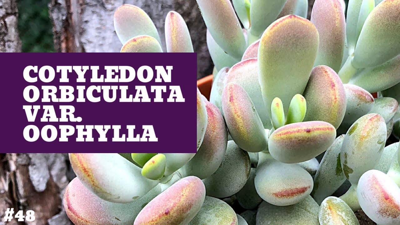 COTYLEDON ORBICULATA OOPHYLLA 💜 | Cuidados y Reproducción