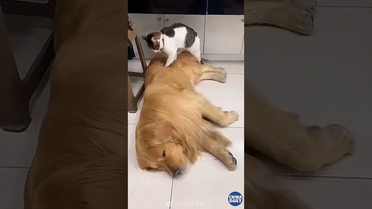 猫狗双全才是人身赢家