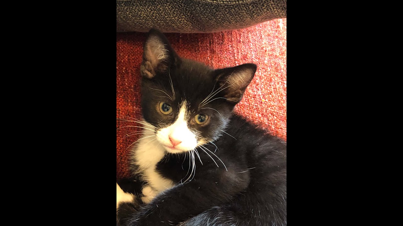 Tuxedo cat adopted from the shelter- Rascal's first three month at home!