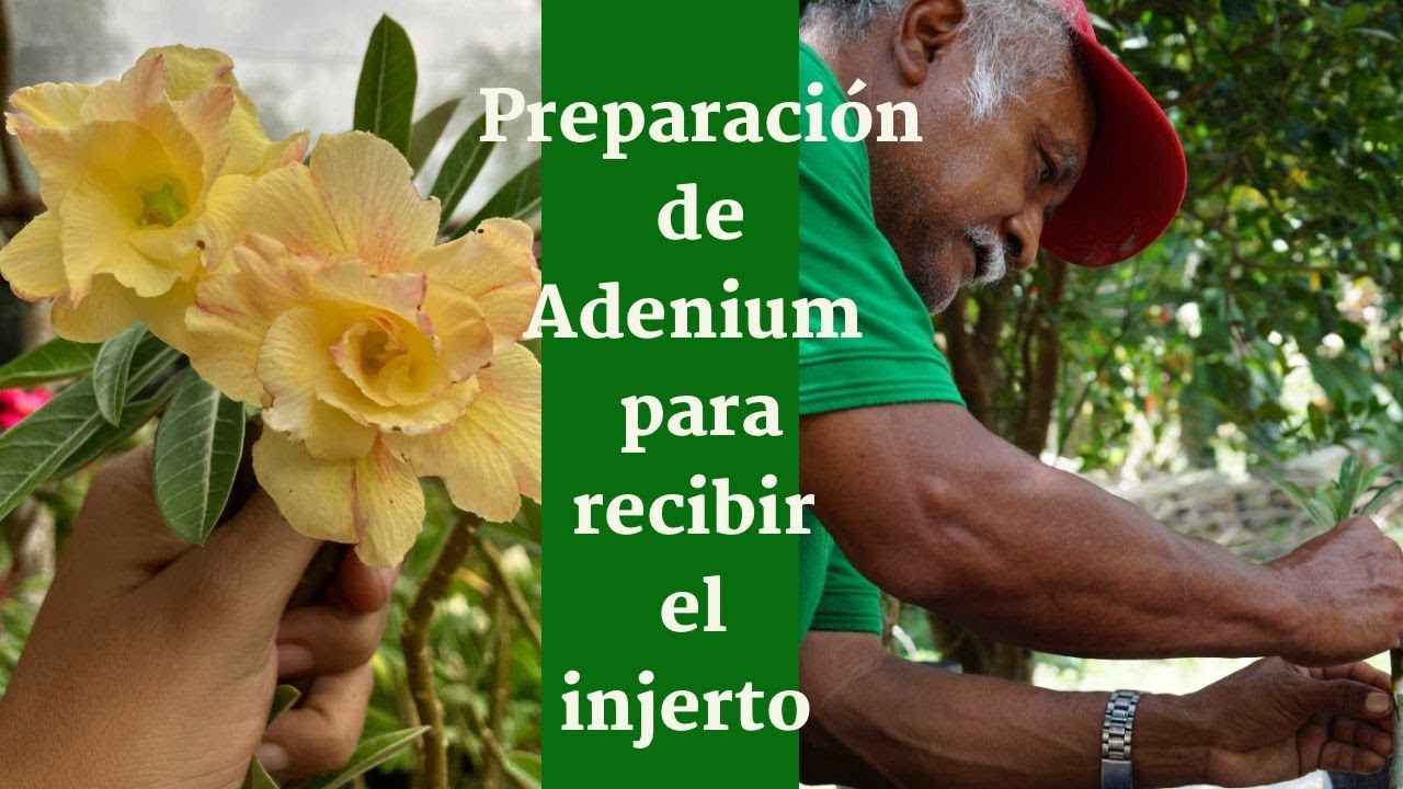 PREPARACIÓN DE ADENIUM 🌺 ROSA DEL DESIERTO PARA RECIBIR INJERTACION