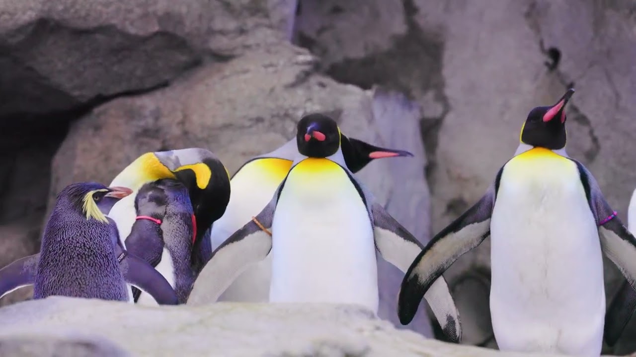 Calgary Zoo Animals  - Winter 2026