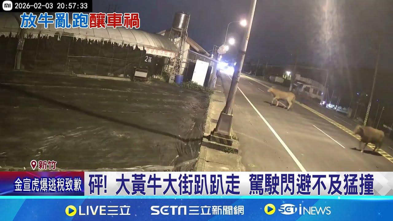 砰! 大黃牛大街趴趴走 駕駛閃避不及猛撞 