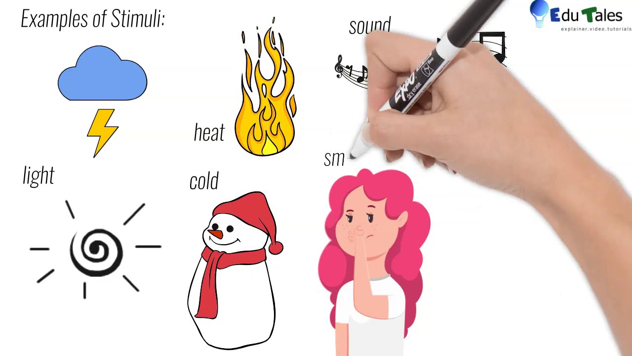 Edu Tales / Introduction to stimuli,response,sensory organs, receptors, effectors,etc.