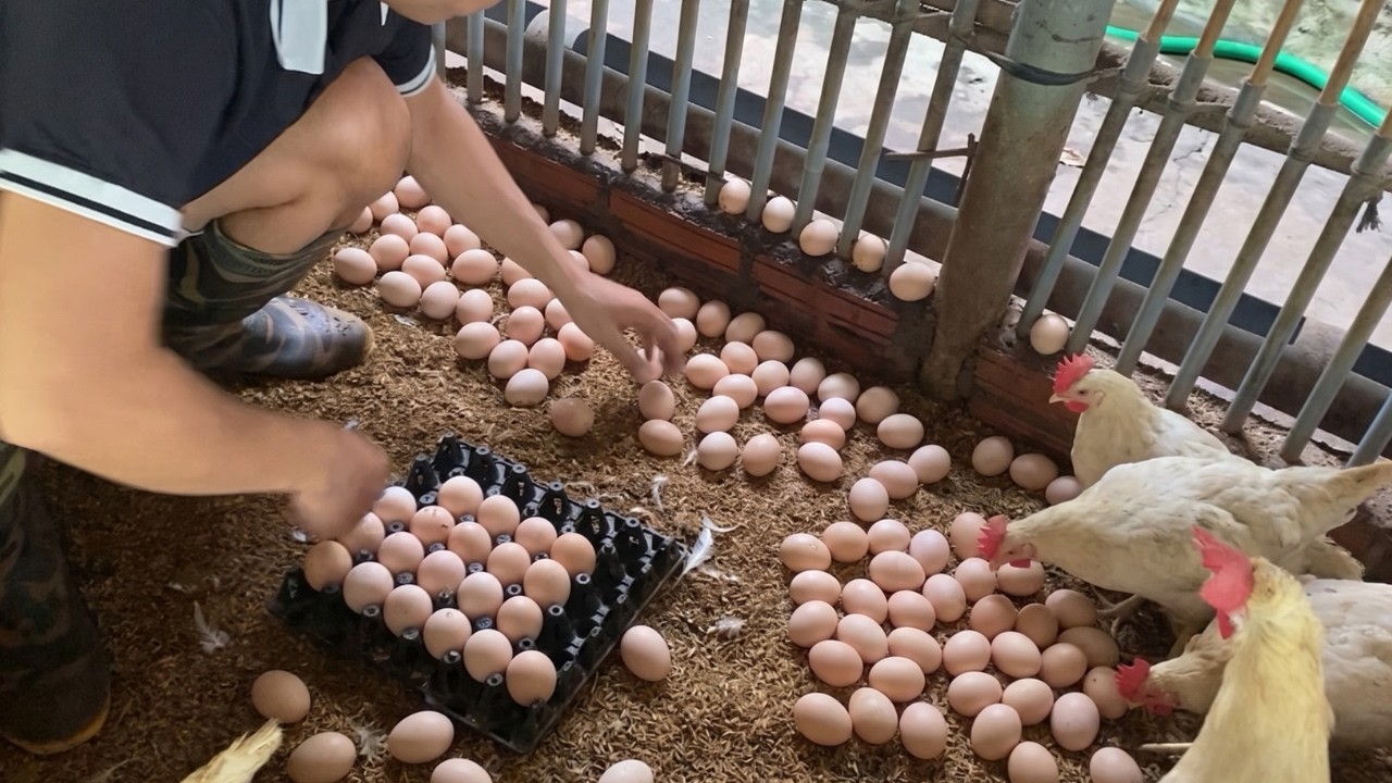 Amazing Egg Collection Process | Fresh Farm Eggs Daily.