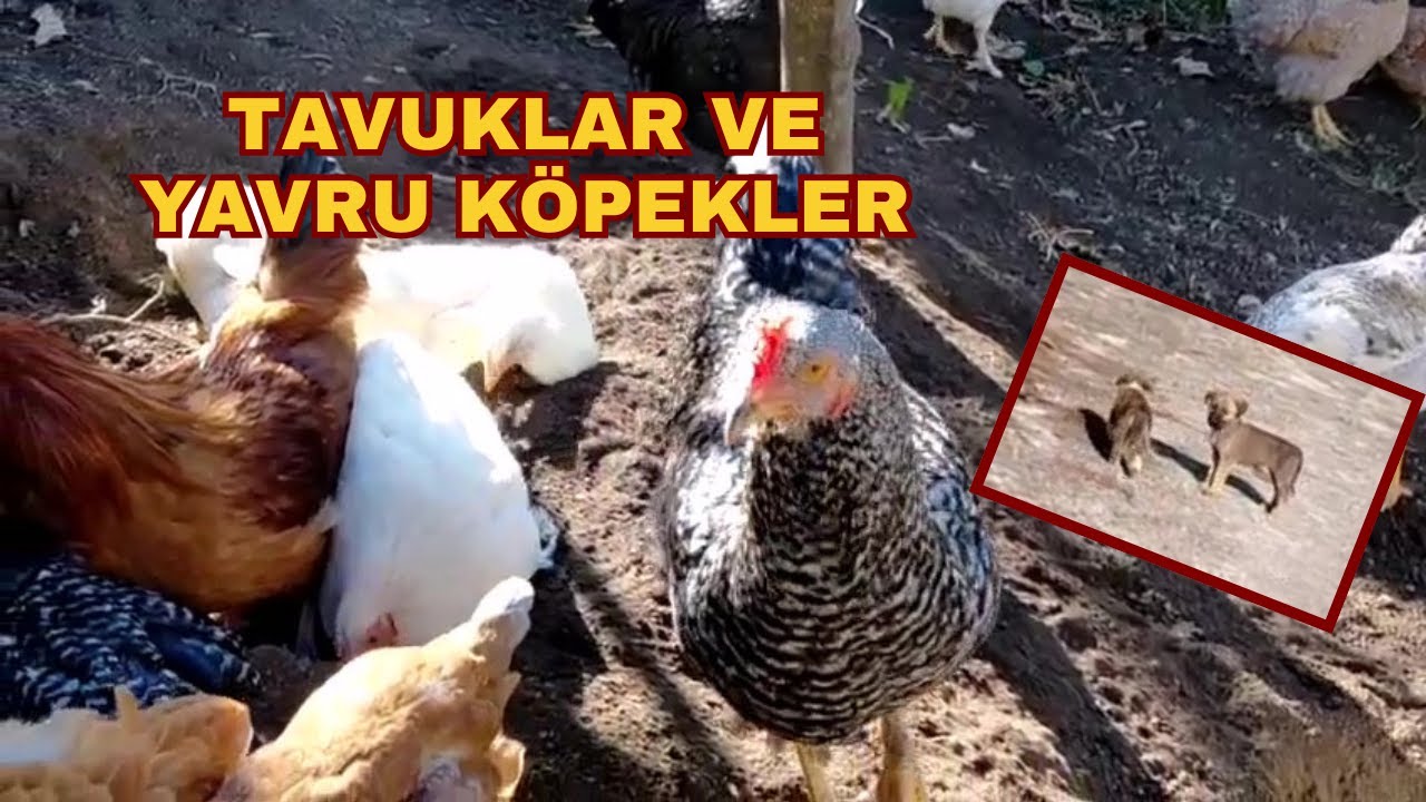 Doğayla İç İçe Tavuklar & Sevimli Yavru Köpekler 🐔🐶🌿 | Köyden Sıcak Anlar
