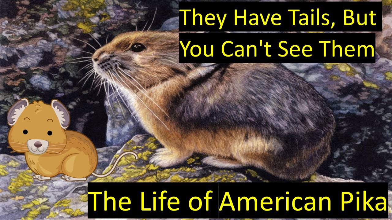 The Life of American Pika,whistling hare