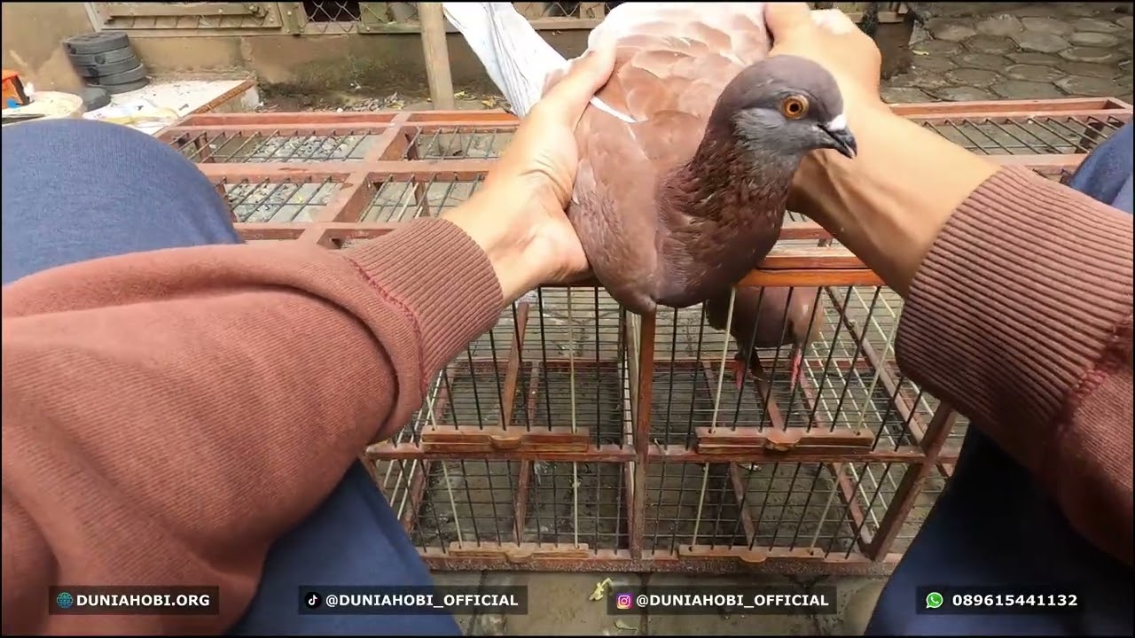 Unboxing Indukan Merpati Baru, Adik RD JR - Adik Bintang DK