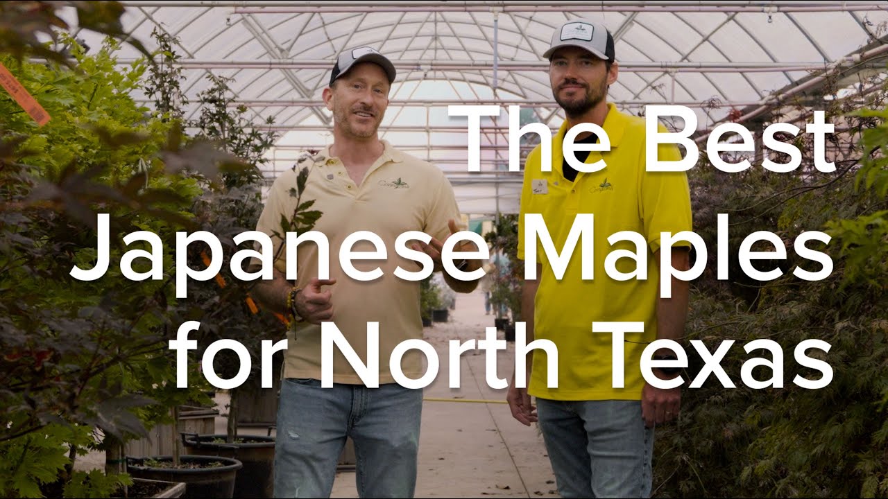 Best Japanese Maples for North Texas - Let's Grow Together