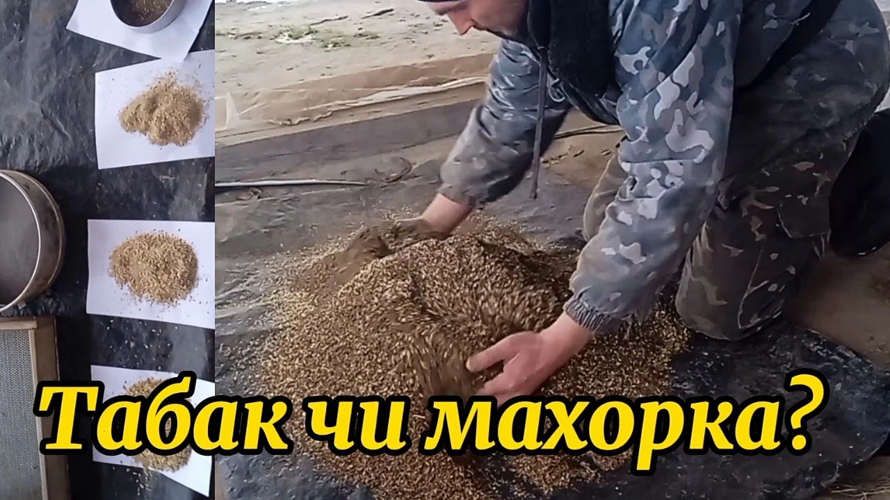 Як я роблю свій табак. Табак чи махорка?.Будні села.