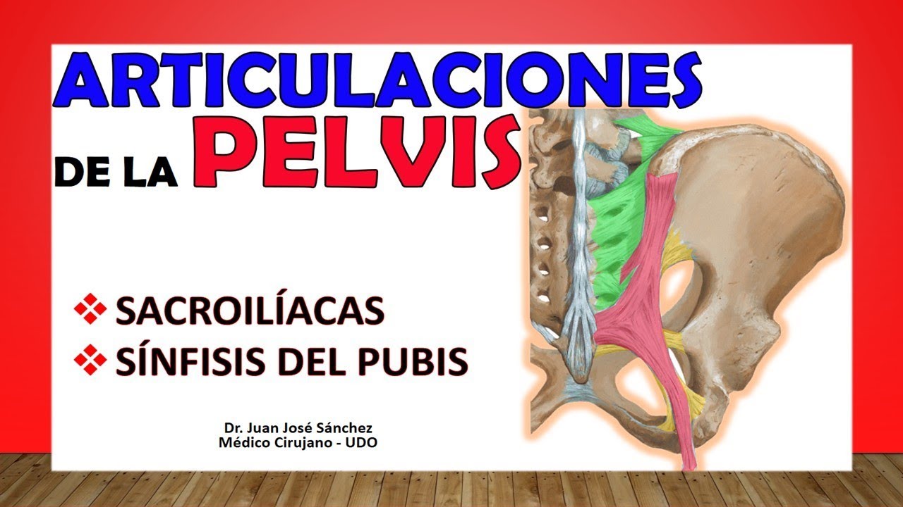 🥇 Articulaciones de la PELVIS - (SACROILÍACAS - SÍNFISIS DEL PUBIS)