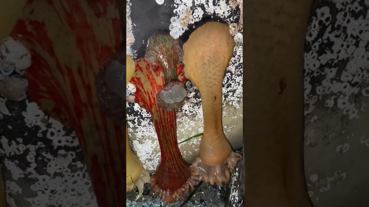 Did you know some anemones can swim?! 🤓 #anemone #cnidarian #lowtide #squishy #nature #invertebrate
