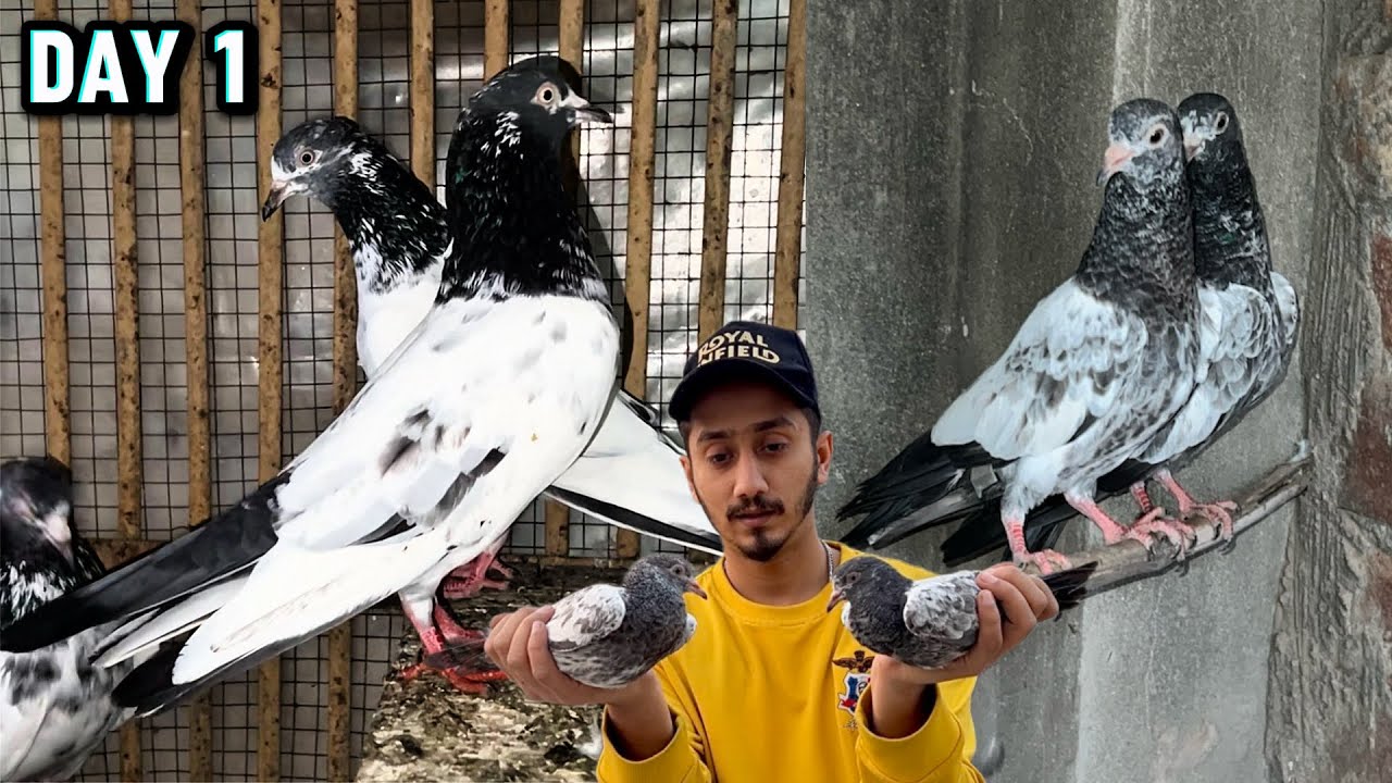 Kabootar ko ghr ka paka karain | PiGeOn FrEe FLy |  training day 1 