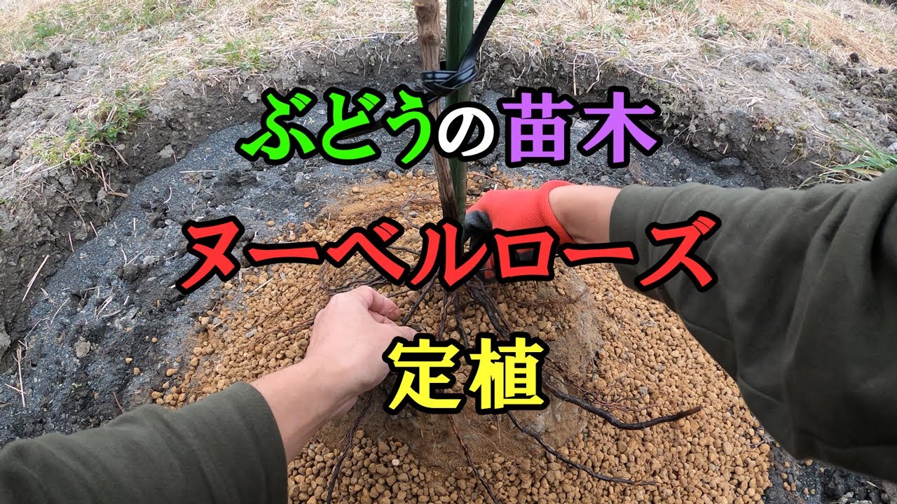 ぶどうの苗木【ヌーベルローズ】を定植しました