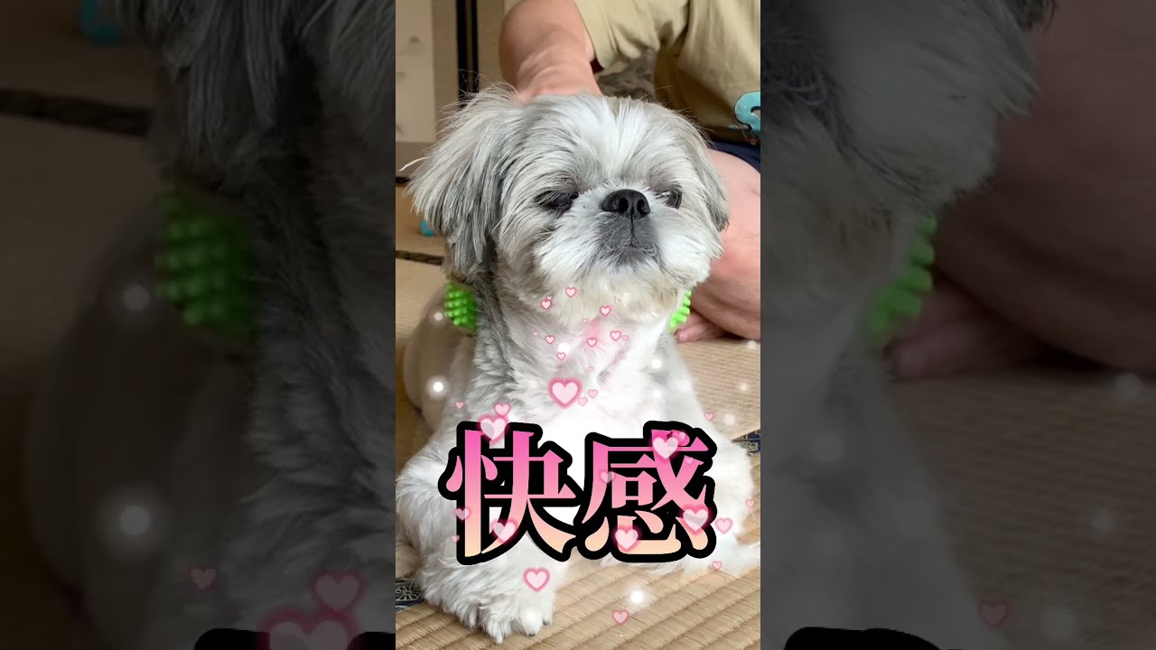 犬を犬用ローラーでマッサージした結果 #shorts #shihtzu
