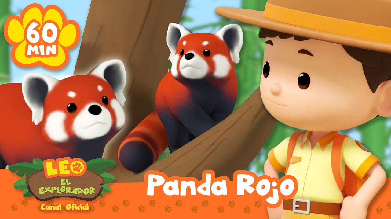¡Leo encuentra pandas rojos en el bosque! 🐼🌳 | Leo, El Explorador | Animación