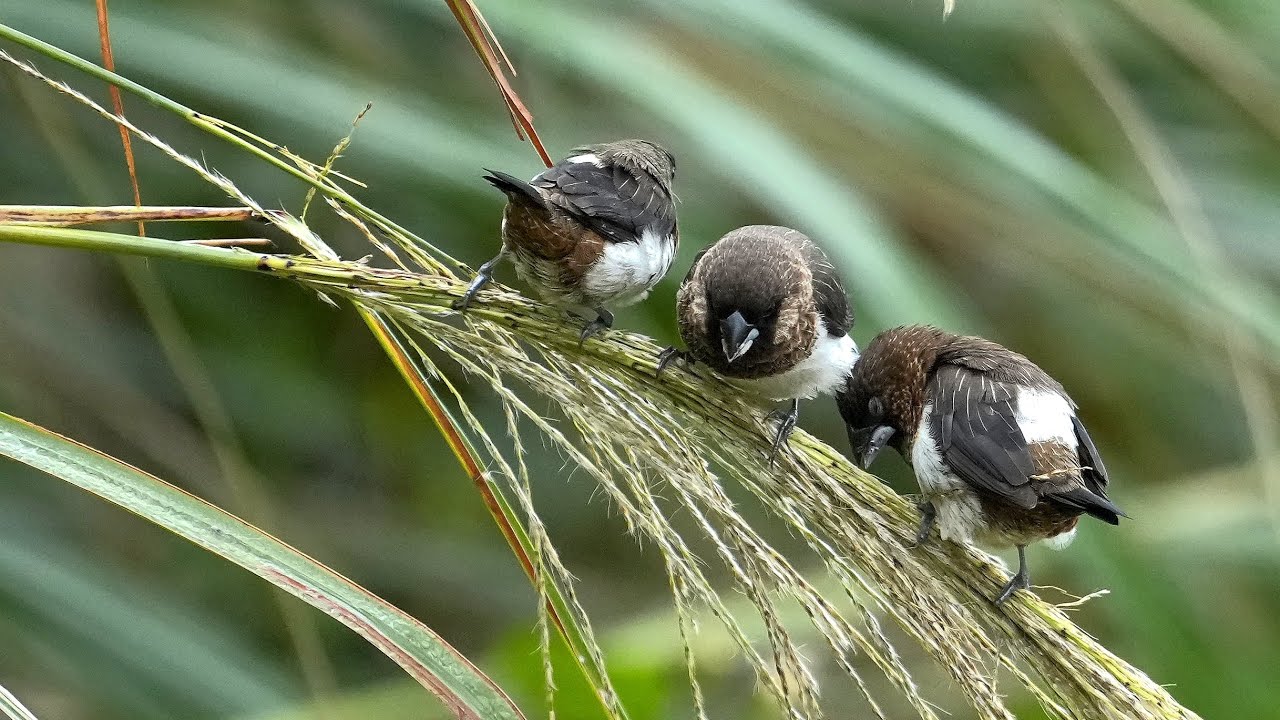 白腰文鳥