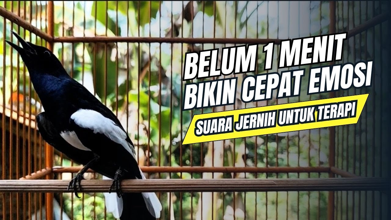 suara BURUNG kacer GACOR ngeplong KONSLET Tarung ini Paling Ampuh buat PANCINGAN KACER agar EMOSI
