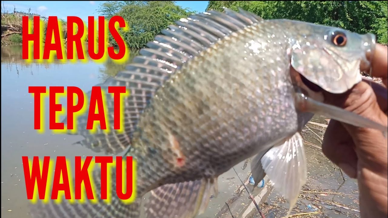 WAKTU YANG TEPAT MANCING IKAN NILA DI MUARA AIR PAYAU