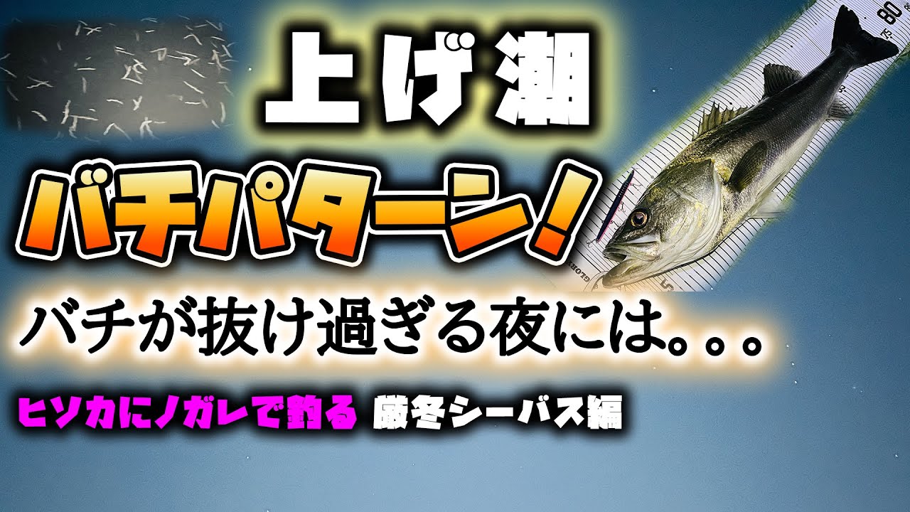 上げ潮バチパターン！バチが抜け過ぎる夜には。ヒソカにノガレで釣る厳冬シーバス 編 東京湾バチ抜け 2022年