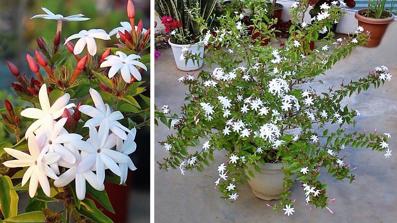 GROW This Jasmine URGENTLY For Winter Flowers - Kunda, Downy Jasmine Plant CARE 101