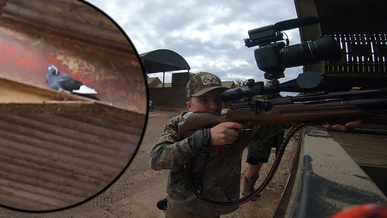 Airgun Hunting Feral Pigeons