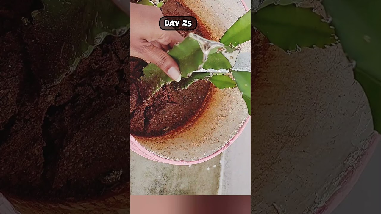 How to propagate dragon fruit plant from cuttings # 33 #dragonfruit #plant #terracegarden #shorts