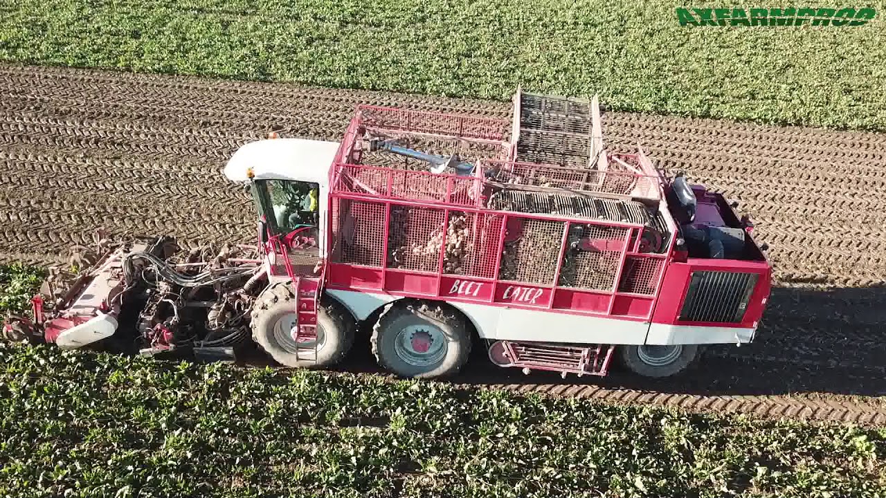 Vervaet Beet Eater 625 à l'arrachage de betteraves -Herens
