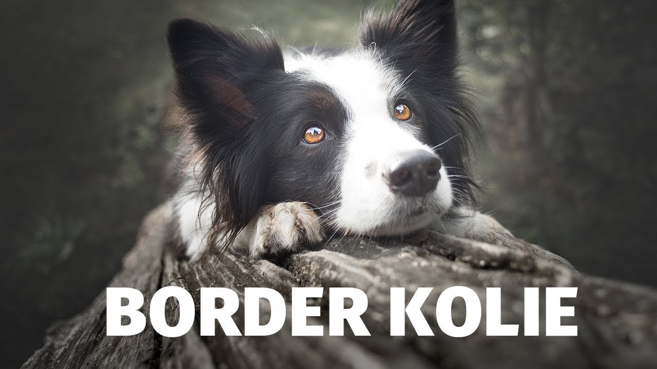Border kolie - Atlas plemen - Tlapka TV