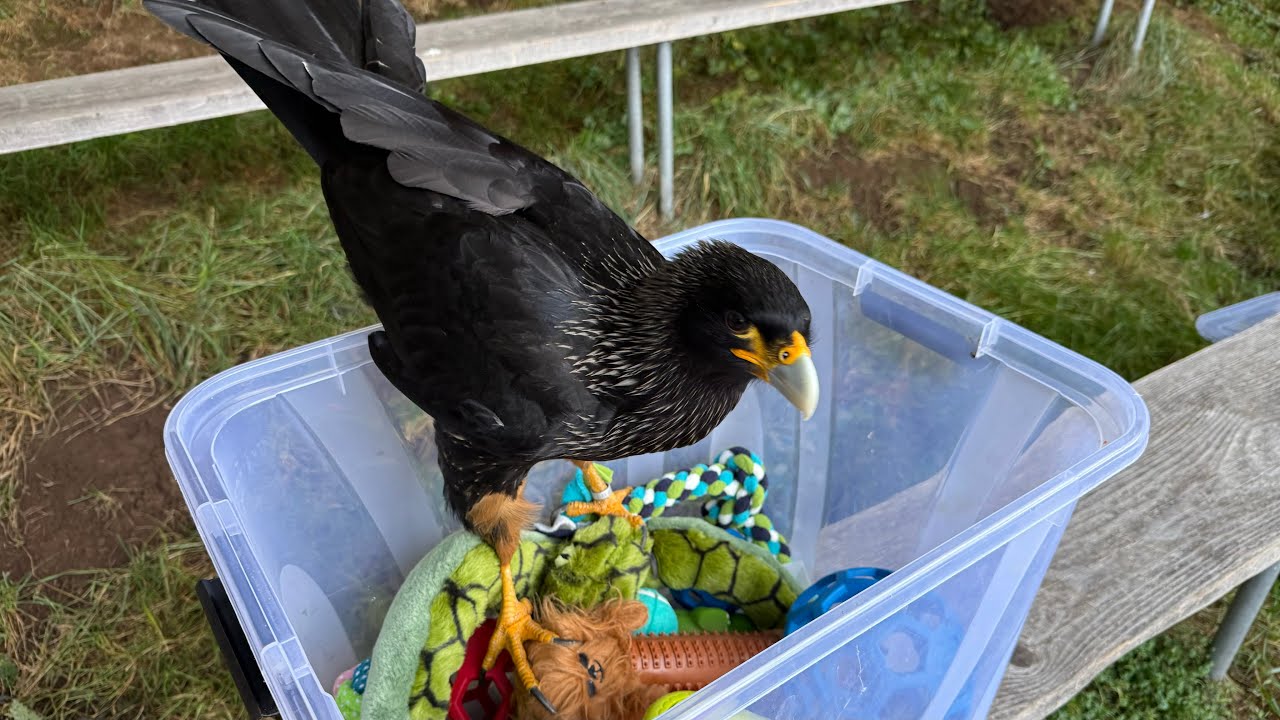 Stanley und seine Freunde 😊 🦅 🦉