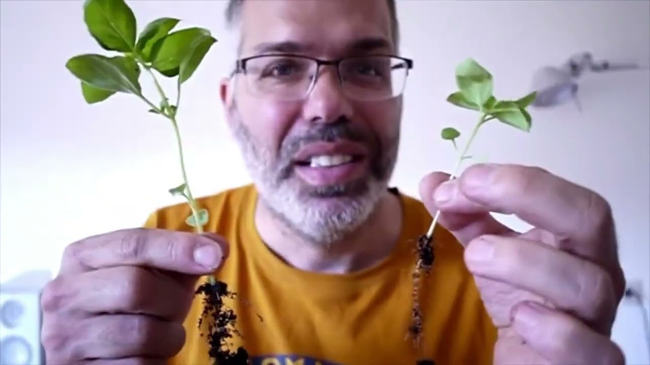 Hyazinthe ohne Erde: Kinder‑Gartenexperiment #diyprojekt#kindergarten #kindergartenlearning