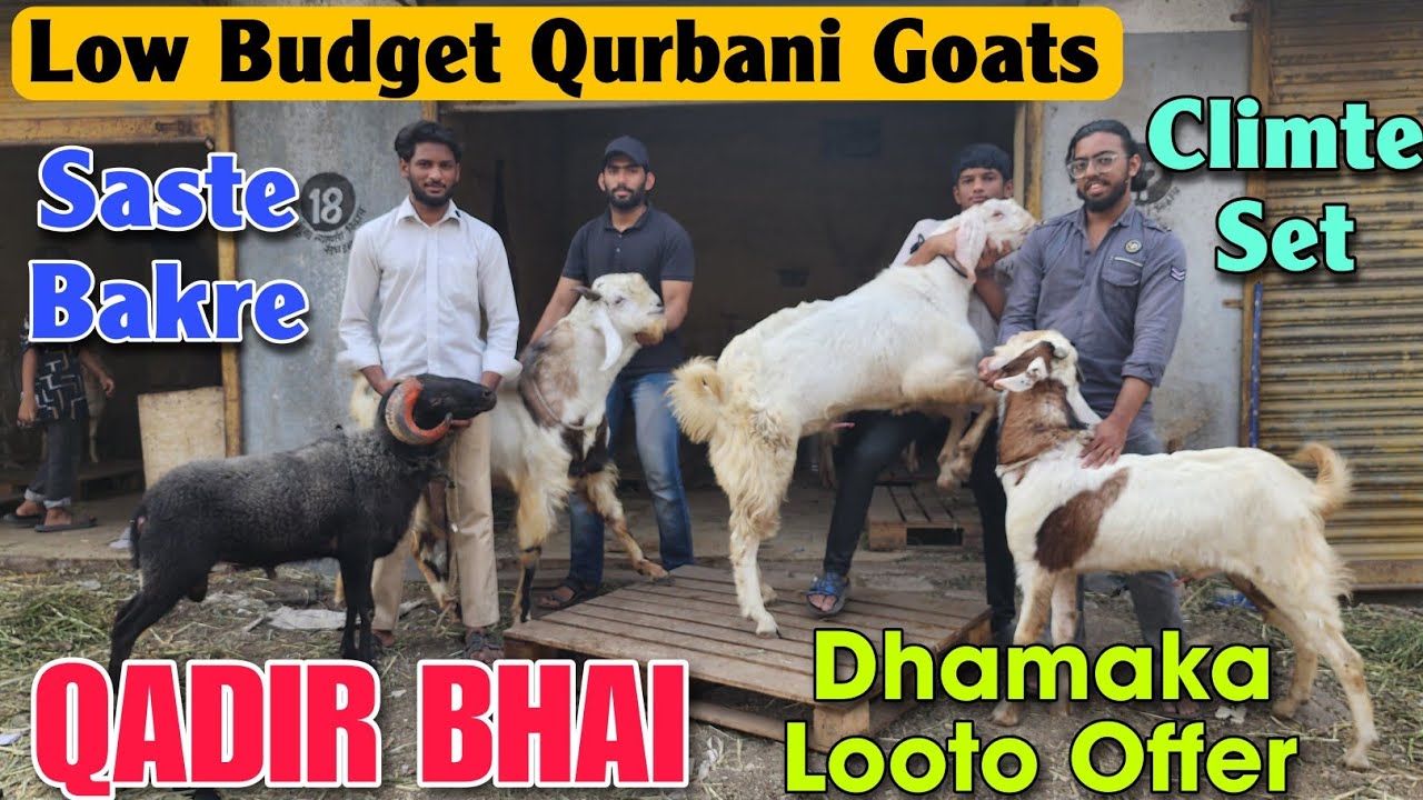 2026 Low Budget Qurbani Ke Bakre At QADIR BHAI | Pale Howe Climte Set Goat In Mumbra 