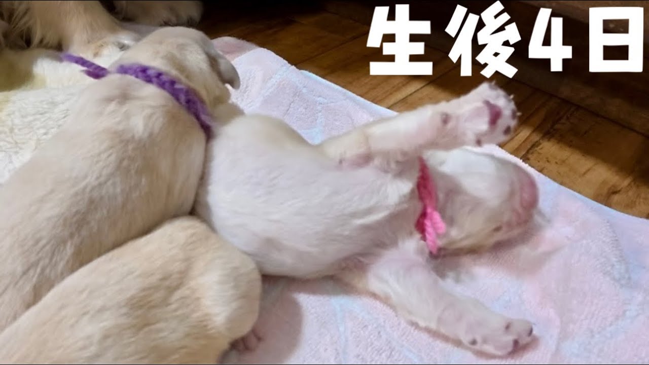 【生後4日目】ゴールデンレトリバーの子育てをひたすら見る動画【みんなでストーカー】