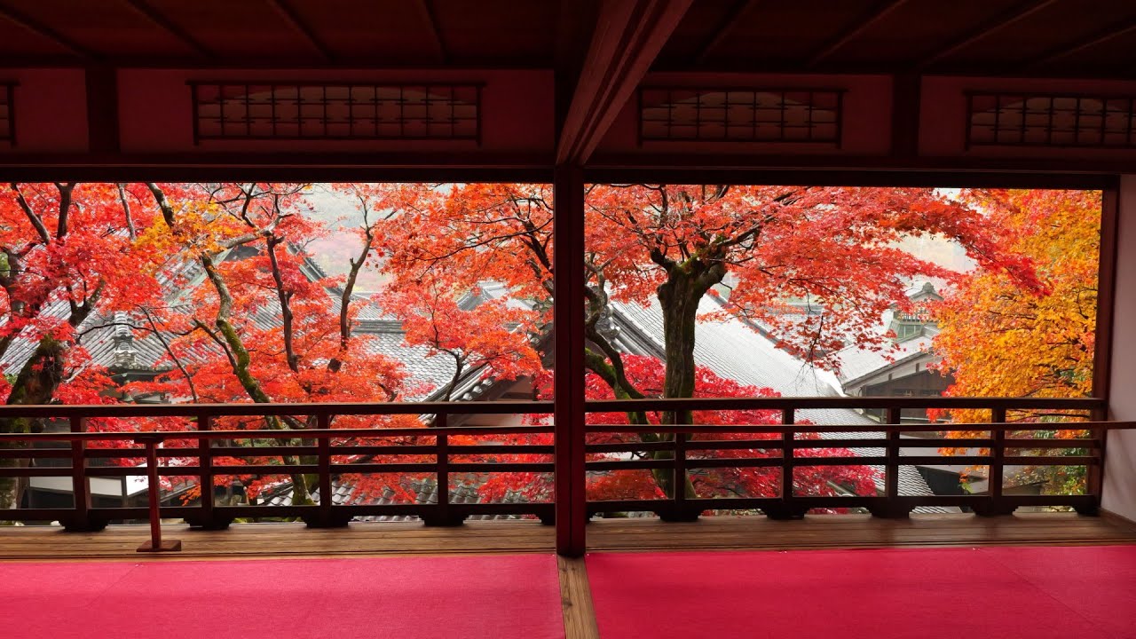 柳谷観音楊谷寺　紅葉　2025.11.25　京都府長岡京市