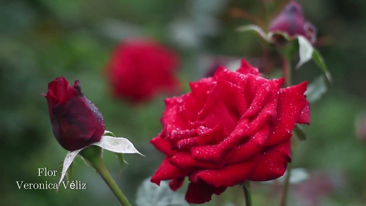 Flor