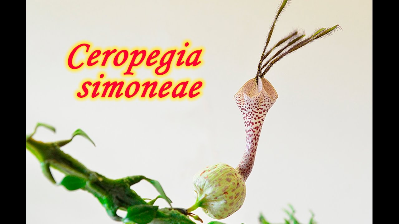 Ceropegia simoneae