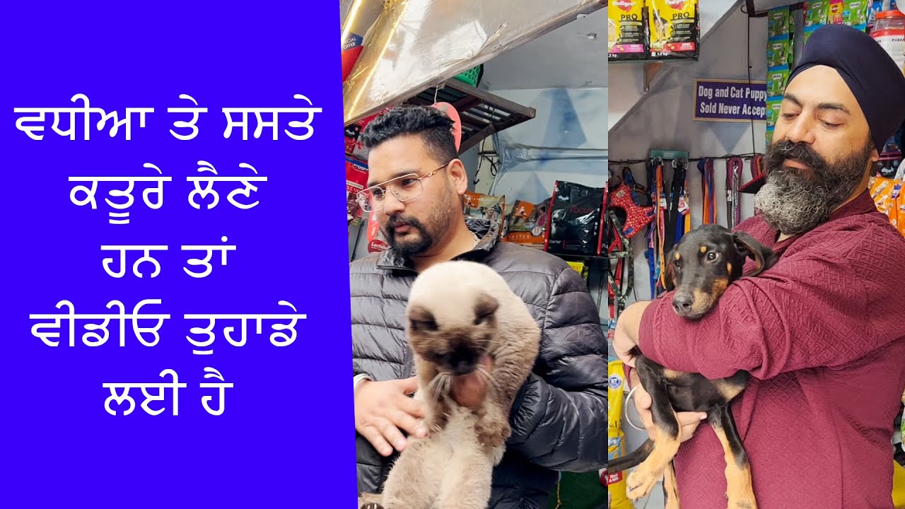 Taj Pet Shop Jalandhar | Dogs | Cats | Birds and Many more ਸਸਤੇ ਕਤੂਰੇ ਲੈਣੇ ਹਨ ਤਾਂ ਵੀਡੀਓ ਤੁਹਾਡੇ ਲਈ