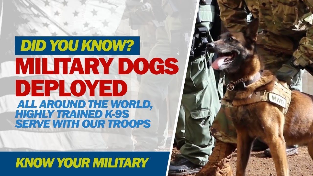 Military Dogs Deployed