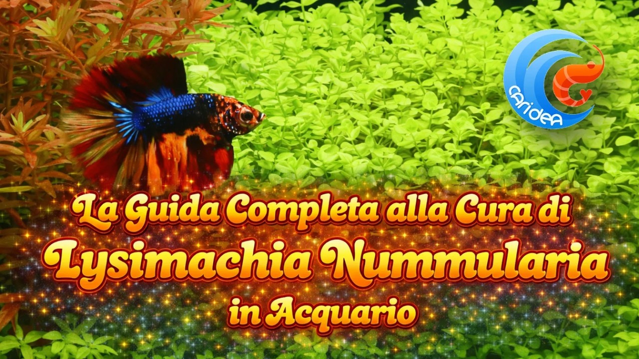 LA GUIDA COMPLETA ALLA CURA DELLA LYSIMACHIA NUMMULARIA IN ACQUARIO.