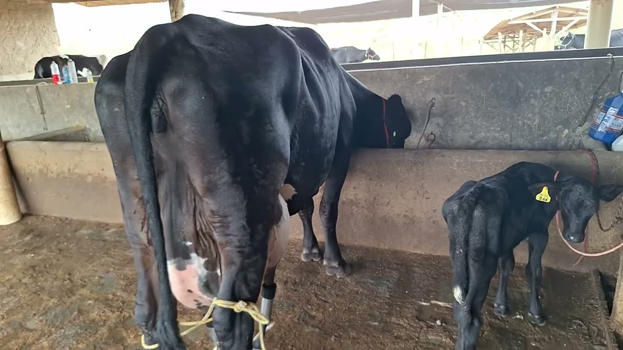 OFERTA DE UMA NOVILHA GIROLANDA COM 50 KILOS.LOC.CARUARU-PE.PREEÇO.15 MIL.WHATS.81999166314. 