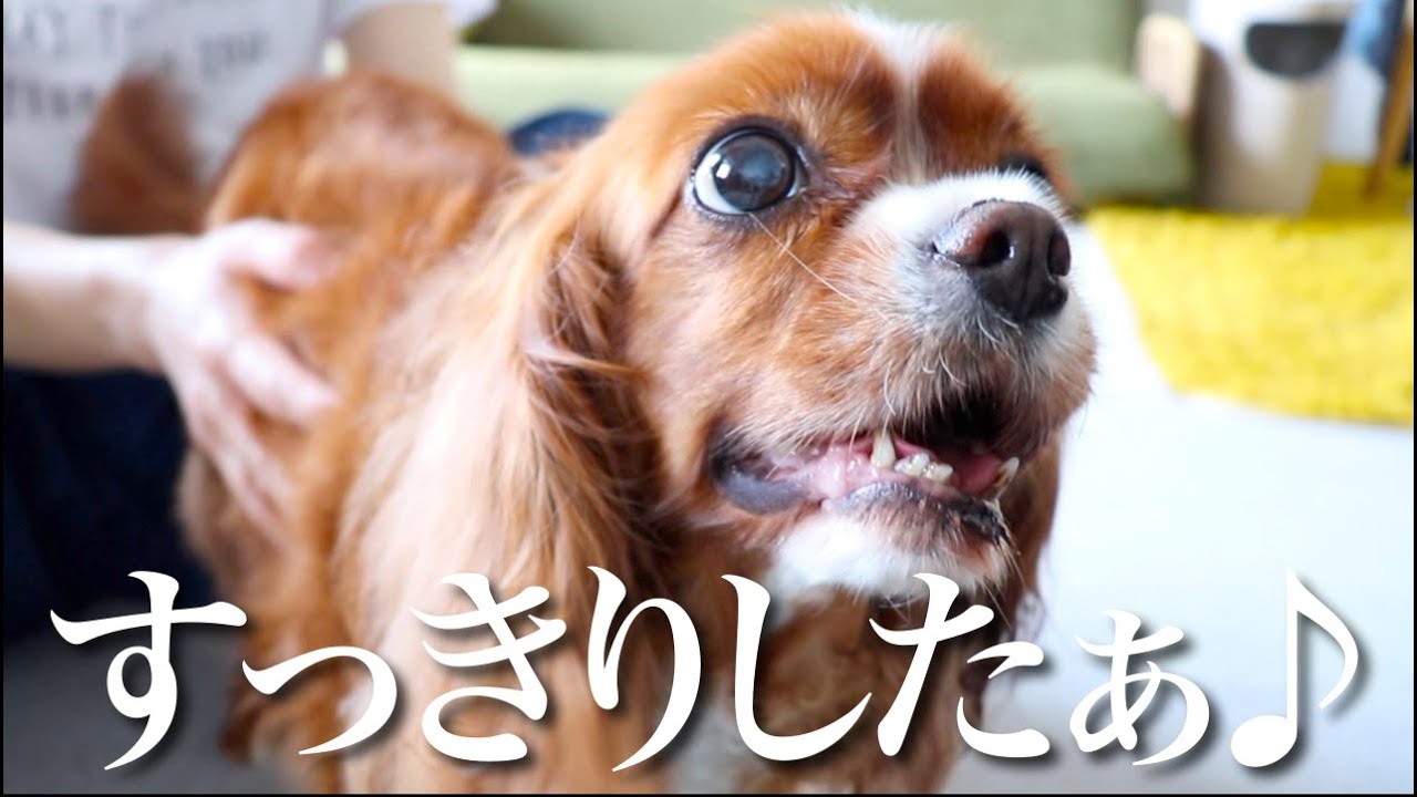 歯周病が原因と思われたくしゃみと鼻水について(元保護犬キャバリアの心臓病と歯周病の治療について)