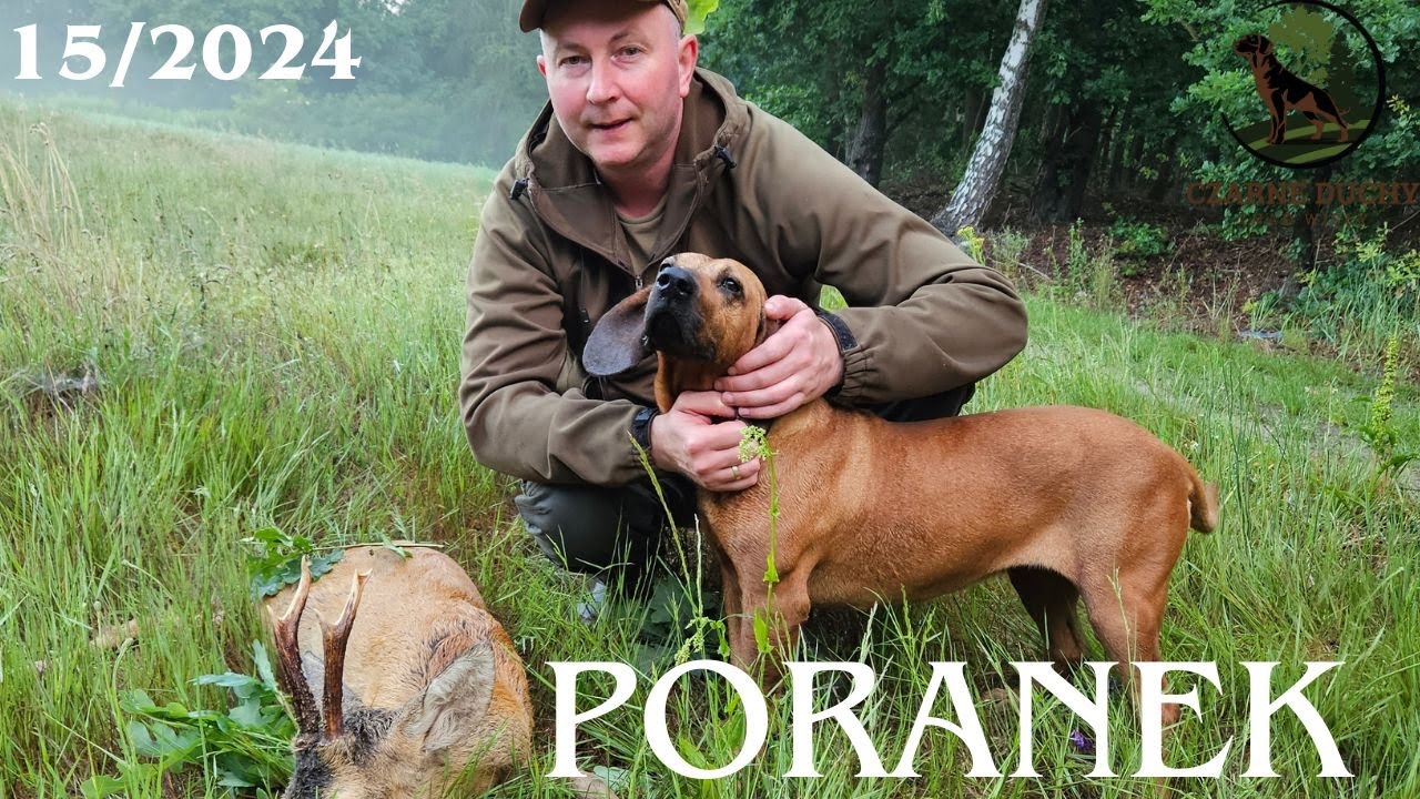 Polowanie na rogacze. #polowanie #hunting. CZARNE DUCHY ZNAD WISŁY FCI.15/2024