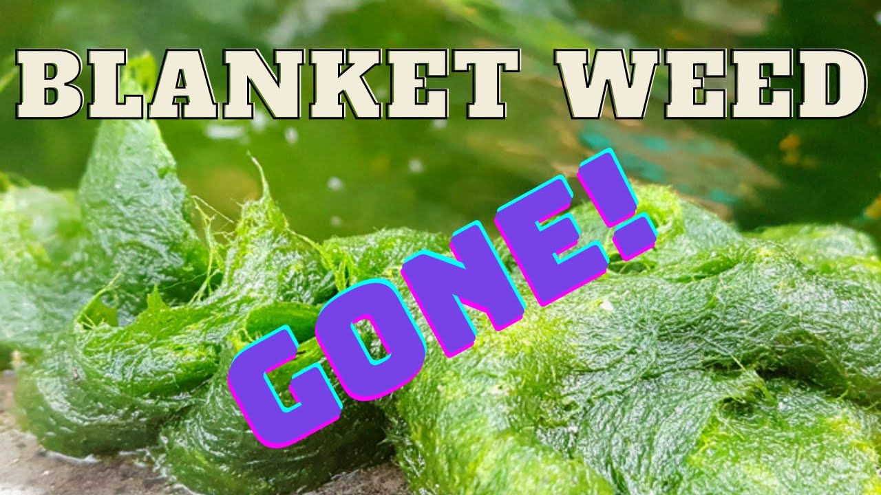 Did I Find The Solution to Blanket Weed? Colombo Algisin Review THE BEST