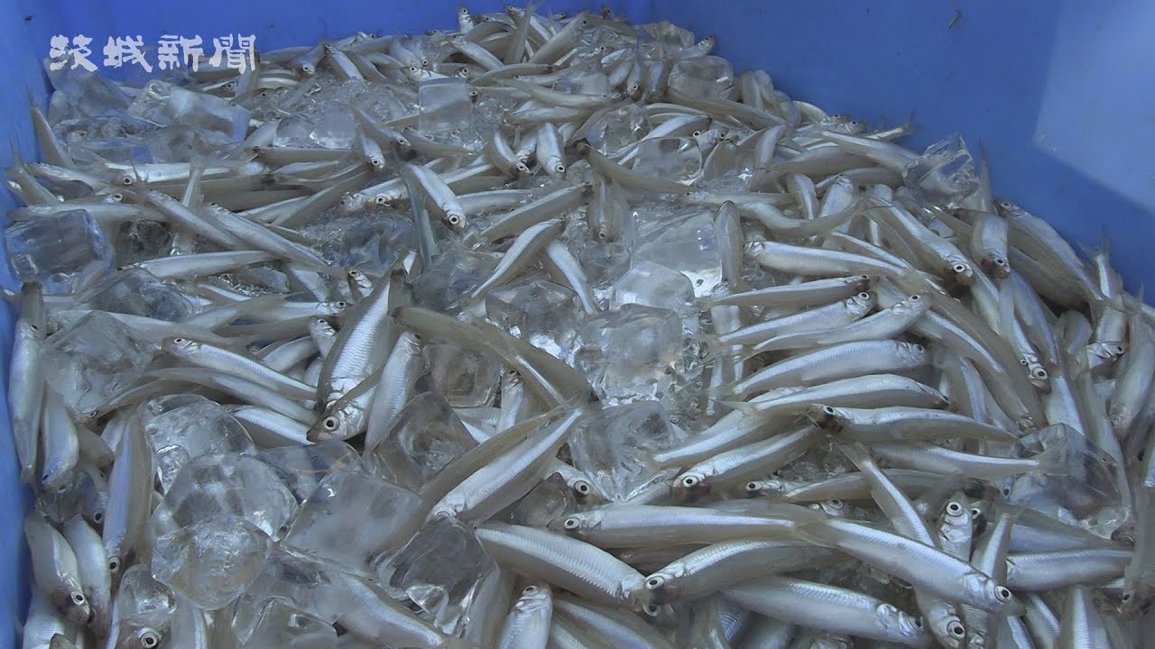 大ぶりワカサギ輝く  霞ケ浦・北浦漁解禁
