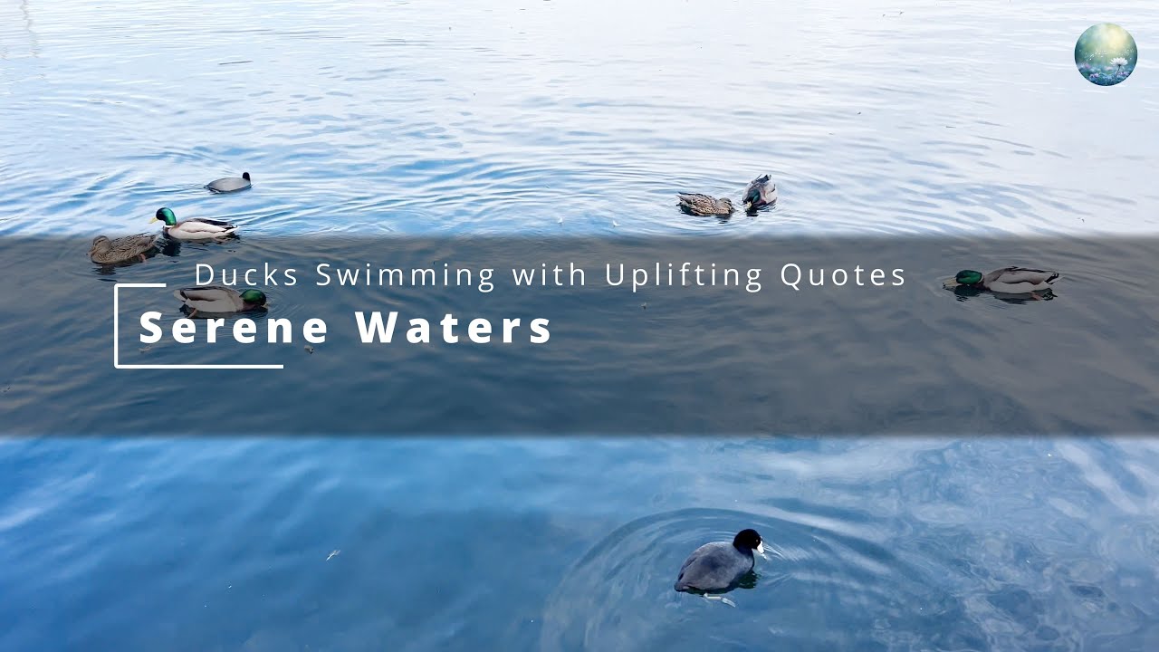 Serene Waters: Ducks with Uplifting Quotes and Background Ambient Music  for Study Focus - 4K HDR