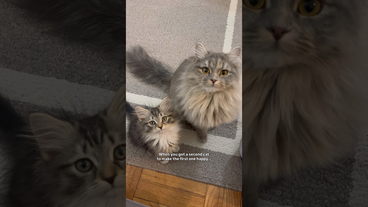 Expectations vs reality of living with two cats 😹 #cutecats #catlife #funnycats #catshorts
