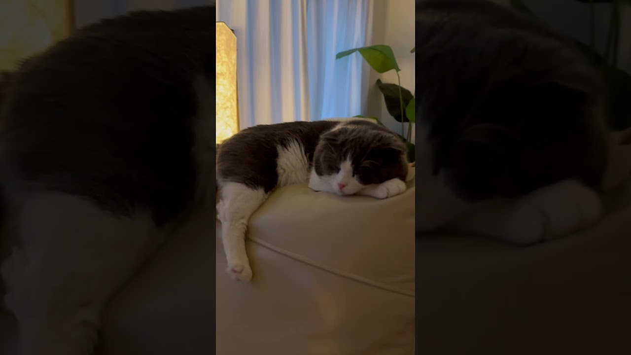 Scottishfold cat🥰 