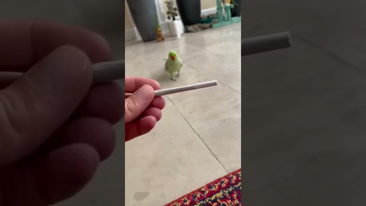 How to smoke weed with a parrot #shorts #trending #viral