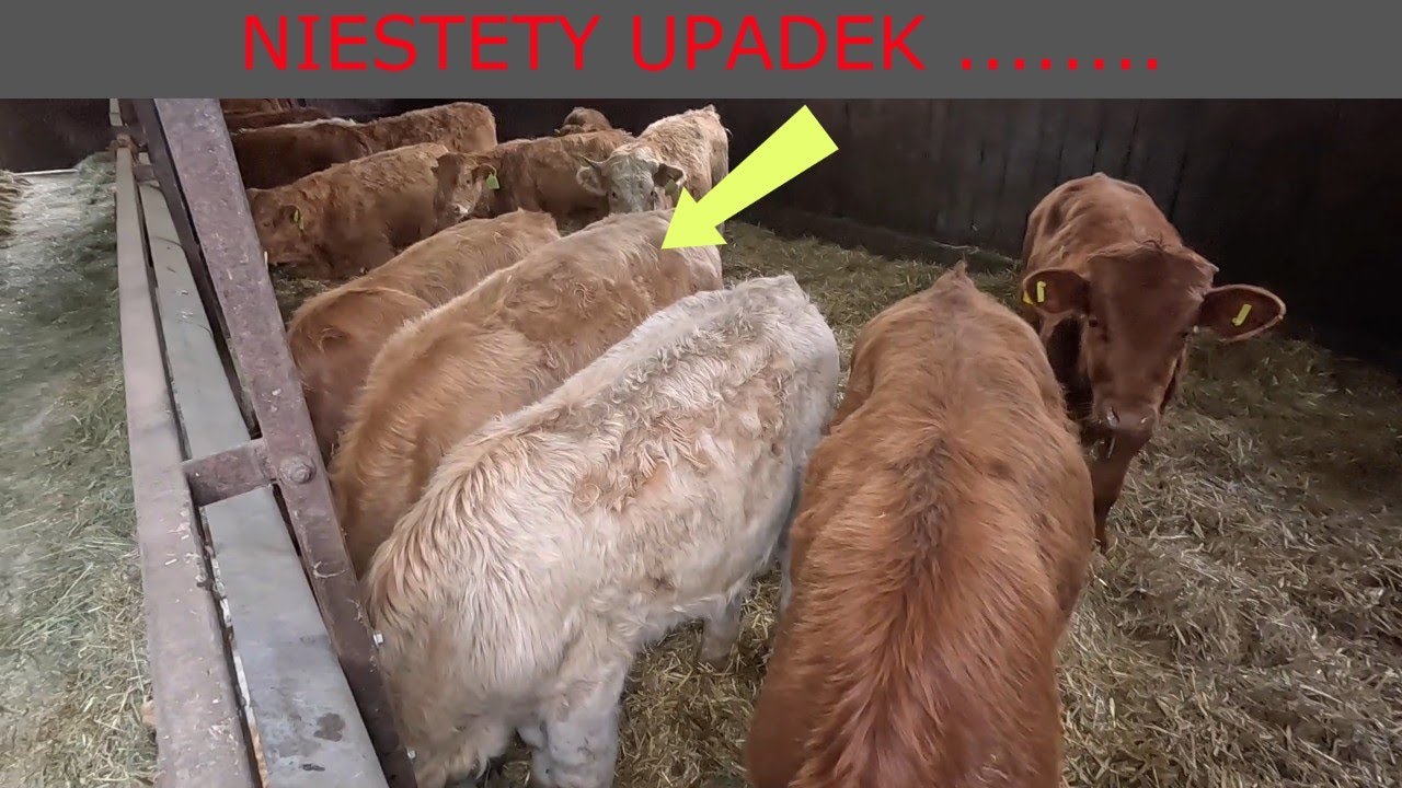#344 Bydło Opasowe || Upadek Najbardziej Boli W Hodowli ......